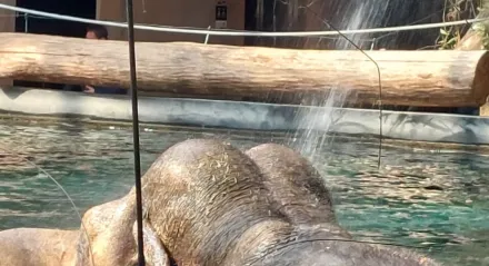 ZIELONA SZKOŁA Rogów