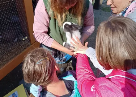 Uczennice głaszczą królika
