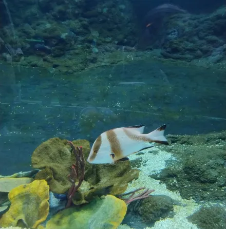 ZIELONA SZKOŁA Rogów