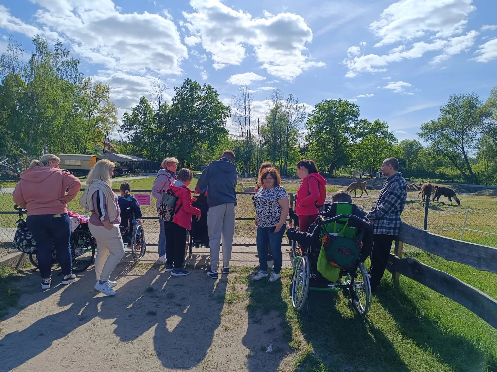 Uczniowie i dorośli oglądają alpaki